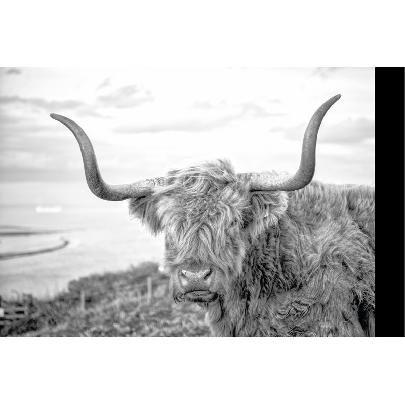 Highland Cows II - Photograph, 81 cm H x 122 cm W, Wrapped Canvas