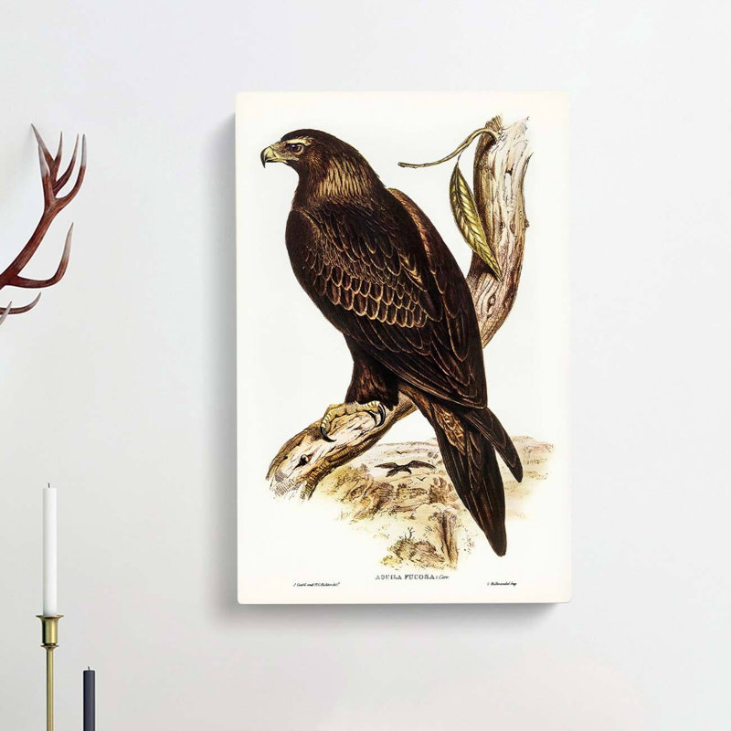 Wedge Tailed Eagle by Elizabeth Gould - Wrapped Canvas, 76cm H x 50cm W x 3cm D