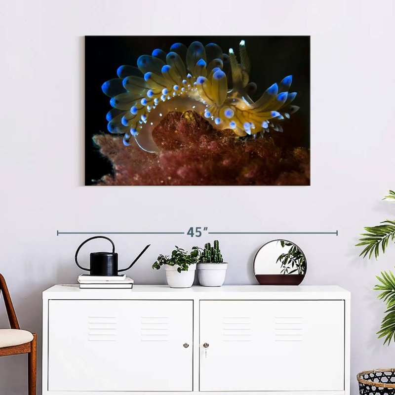 Crested Aeolis Sea Slug