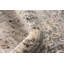 Tapis ivoire / brun Bijar-1329923373