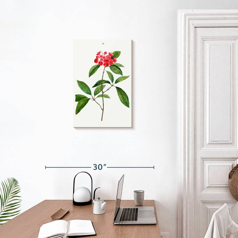 Keiri Mountain-Laurel Kalmia Latifolia, 24" H x 16" W