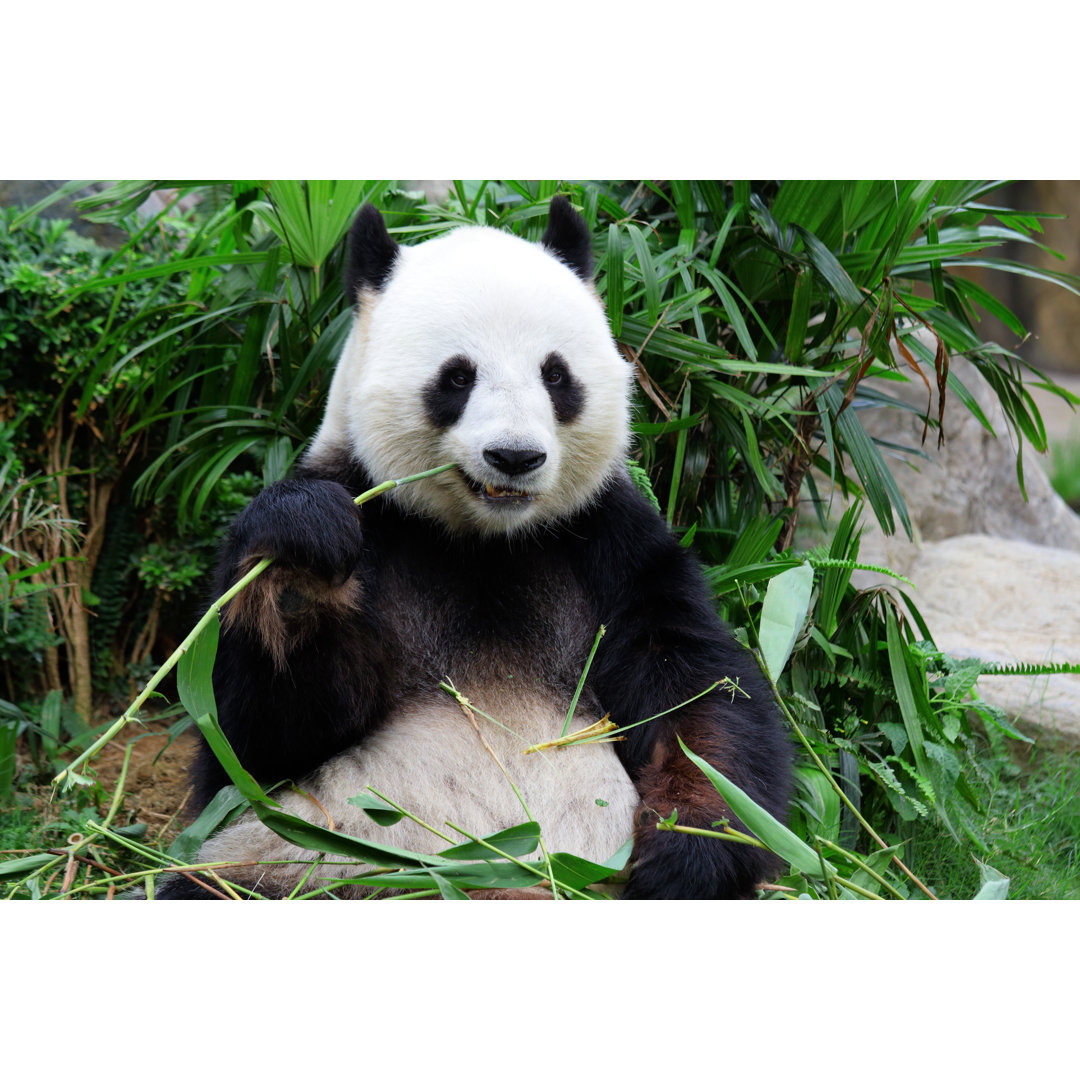 Leinwandbild Giant Panda Bear Eating Bamboo von Leungchopan