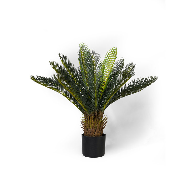 Plante de palmier en pot 23 po