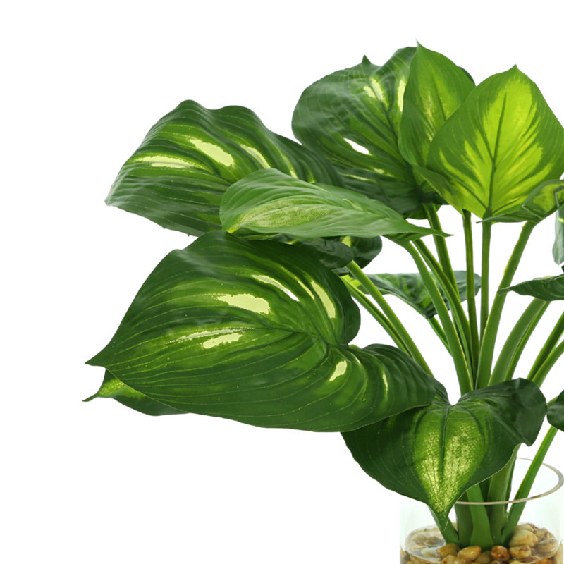 Hosta plante dans un vase en verre avec des pierres