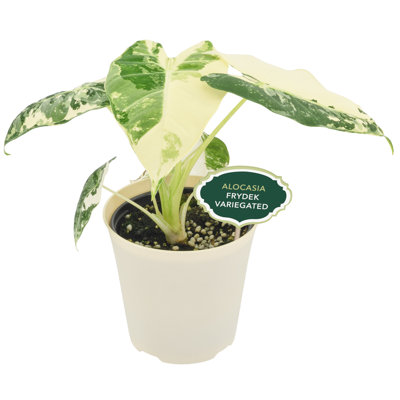 4" Alocasia Frydek Variegated