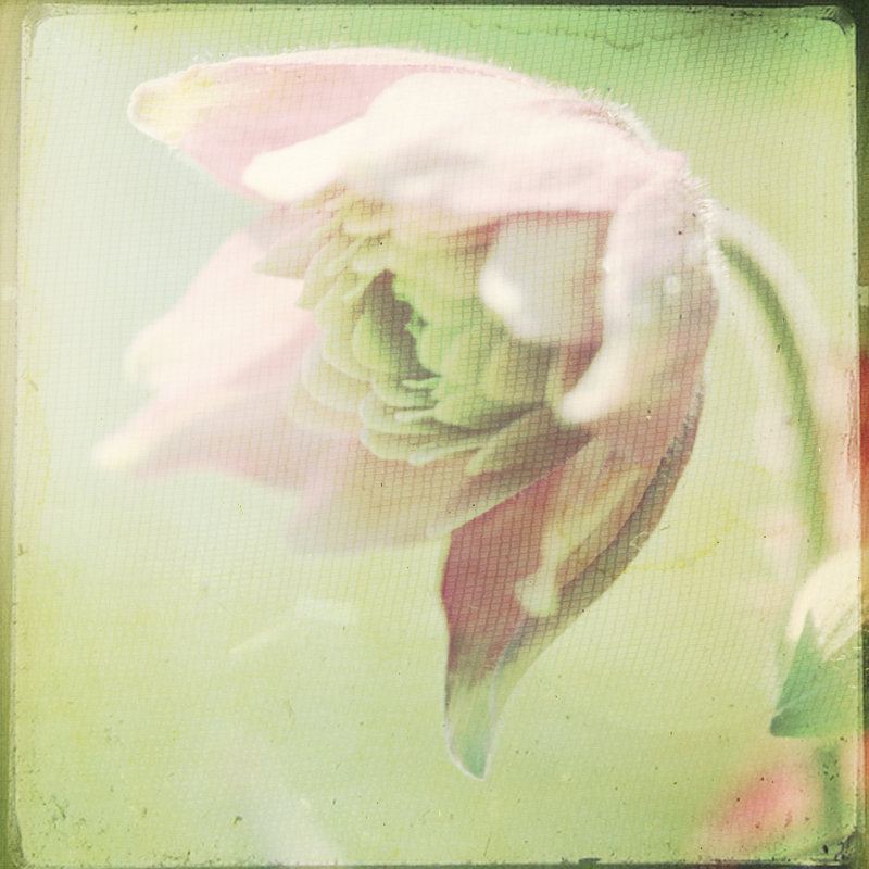 Pastel Paths XII by Jennifer Jorgensen - Wrapped Canvas Print, 51cm H x 51cm W