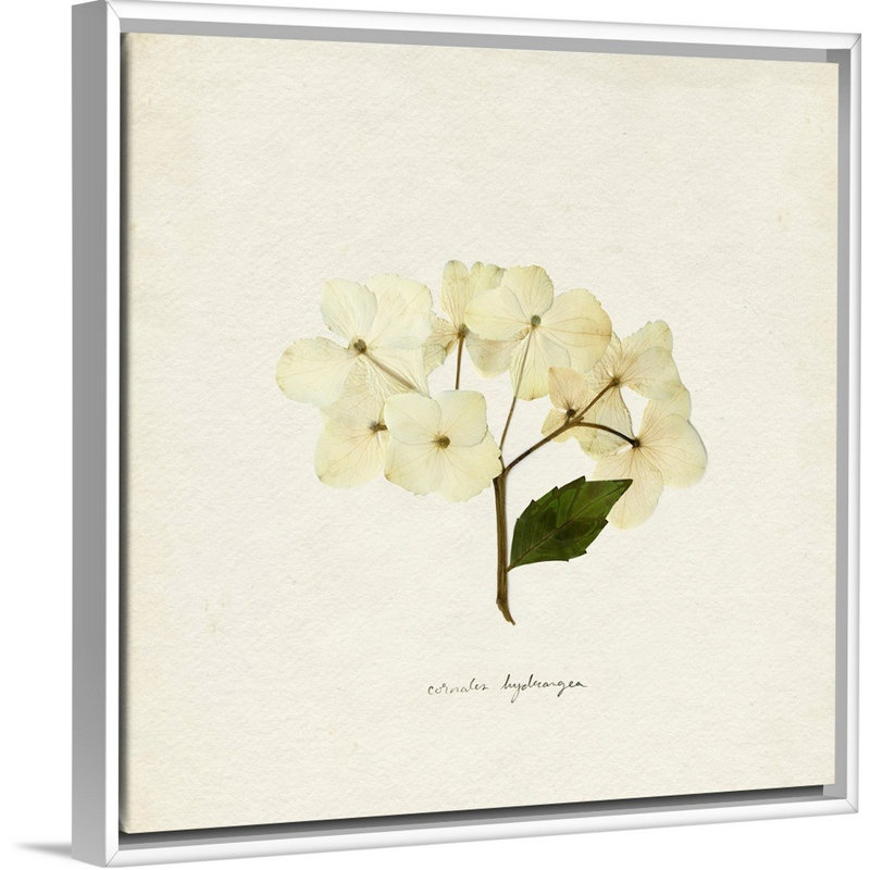 Cornales Hydrangea II par Emma Caroline - reproduction d'art, H 26 po x l 26 po x P 1,75 po, Toile blanche encadrée