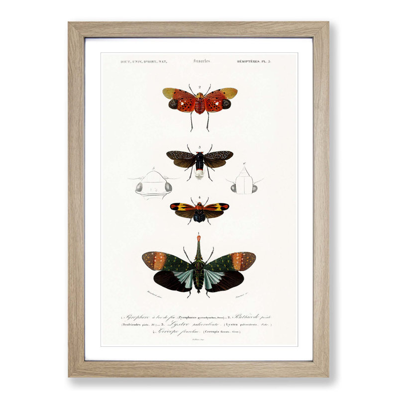 Moth Illustrations Pl.5 by Charles d' Orbigny - Picture Frame Painting Print, Oak Framed, 36cm H x 27cm W x 2cm D