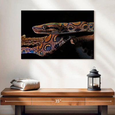 Rainbow Boa Snake