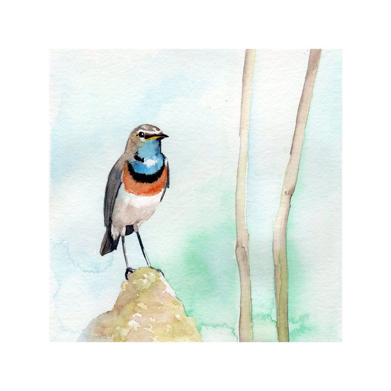 « blue gorgeing oiseau », impression, H 24 po x l 24 po x P 1,5 po, Pas de tapis, Toile tendue
