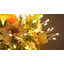Branches lumineuses DEL scintillantes-24760611