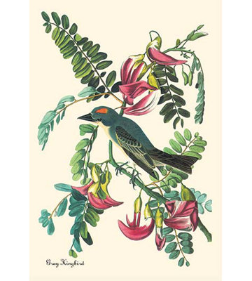 « kingbird » par john james audubon, impression
