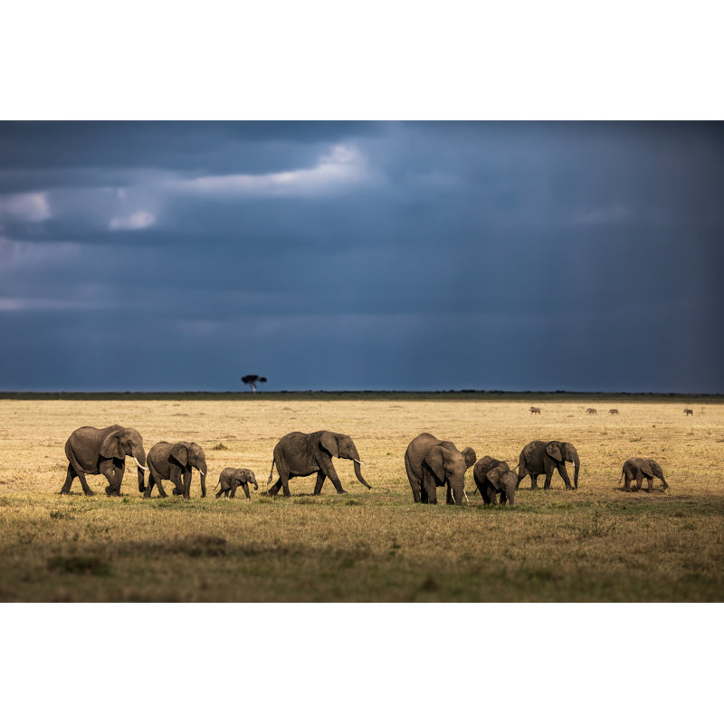 Group Of African Elephants - Wrapped Canvas Print, 30cm H x 46cm W