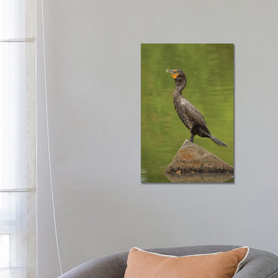 Sun Bathing Double-Crested Cormorant by Louis Ruth - Wrapped Canvas Print
