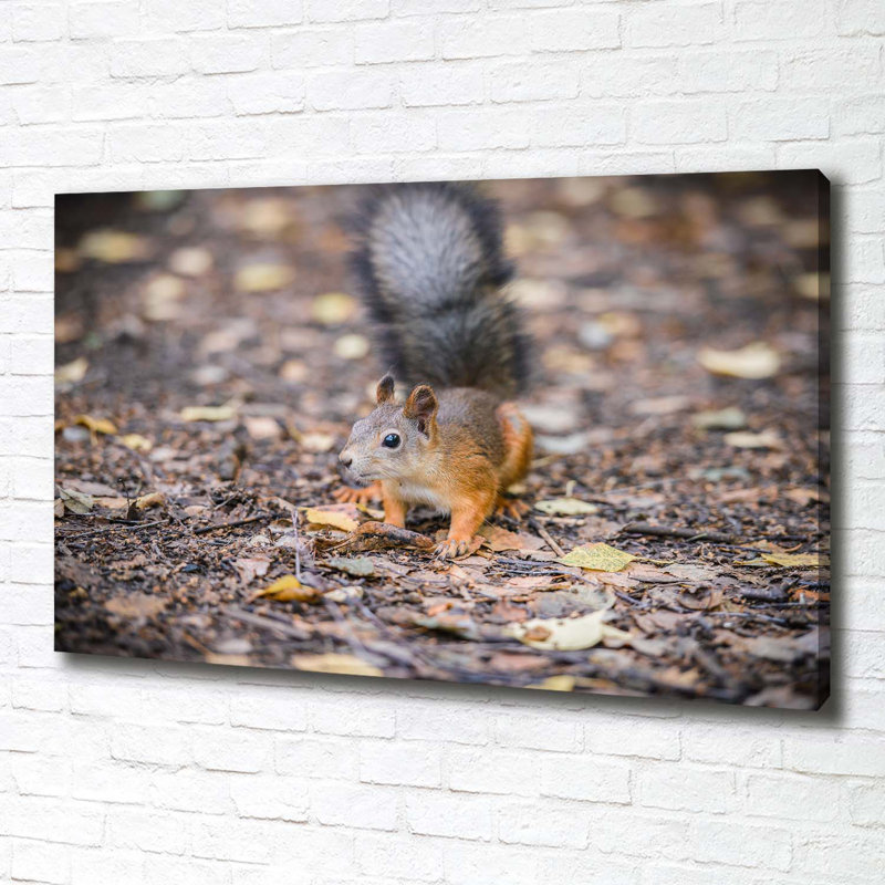 Squirrel - Wrapped Canvas Print