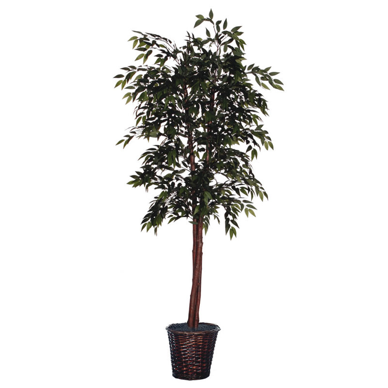 Arbre ficus de plancher dans un panier