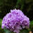 Faux Silk Hydrangea Arrangement in Vase-267414411