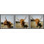 Cow Pose by Marmont Hill - 3 Piece Single Picture Frame Print-67008902