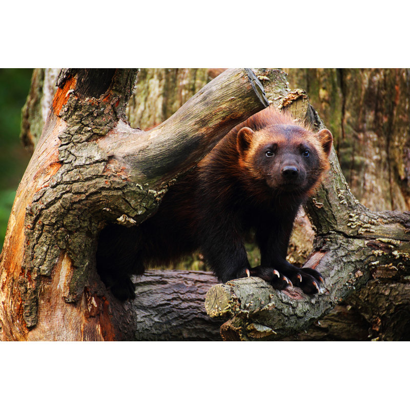 Wolverine by Esmeraldaedenberg - Wrapped Canvas Print, 30cm H x 46cm W