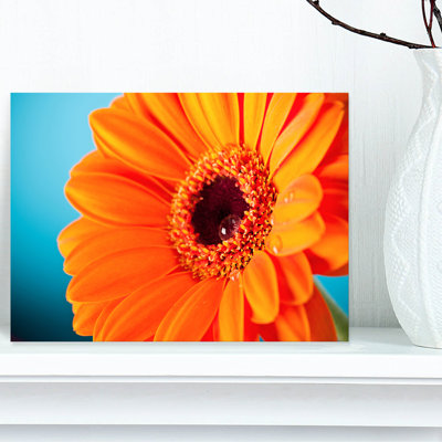 " Orange Daisy Gerbera Flower Close-up "