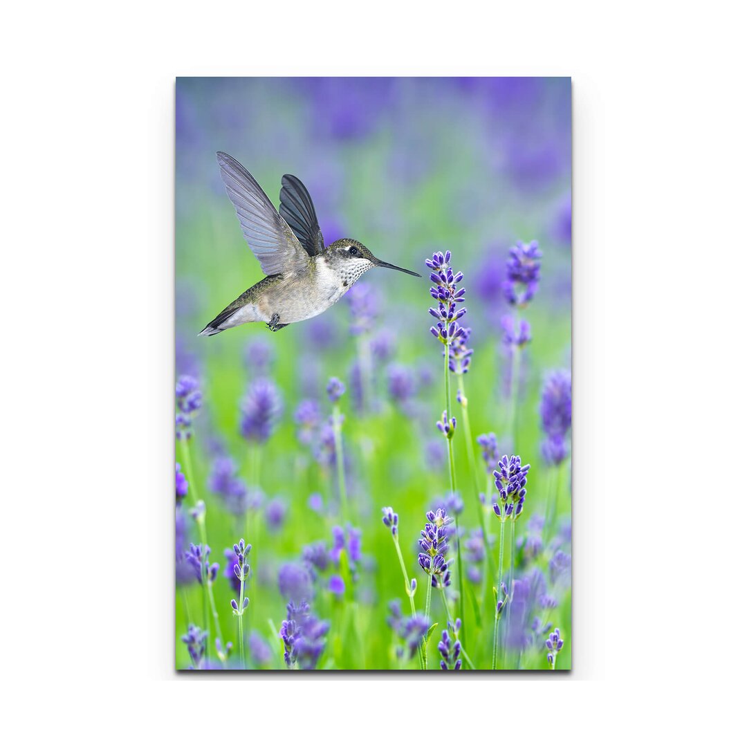 Leinwandbild "Kolibri im Lavendelfeld - Vögel" - Fotografie