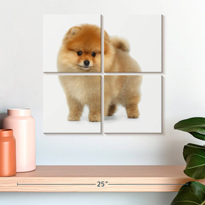 Spitz poméranien miniature Brampt