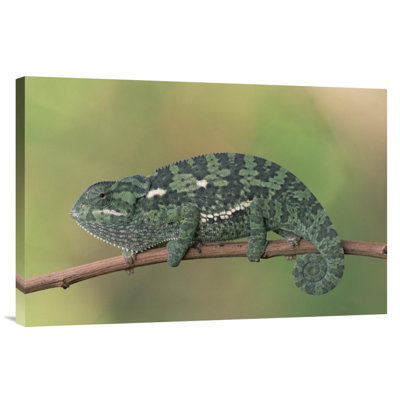 " Botswana Okavango Delta 'Flap-Necked Chameleon' "