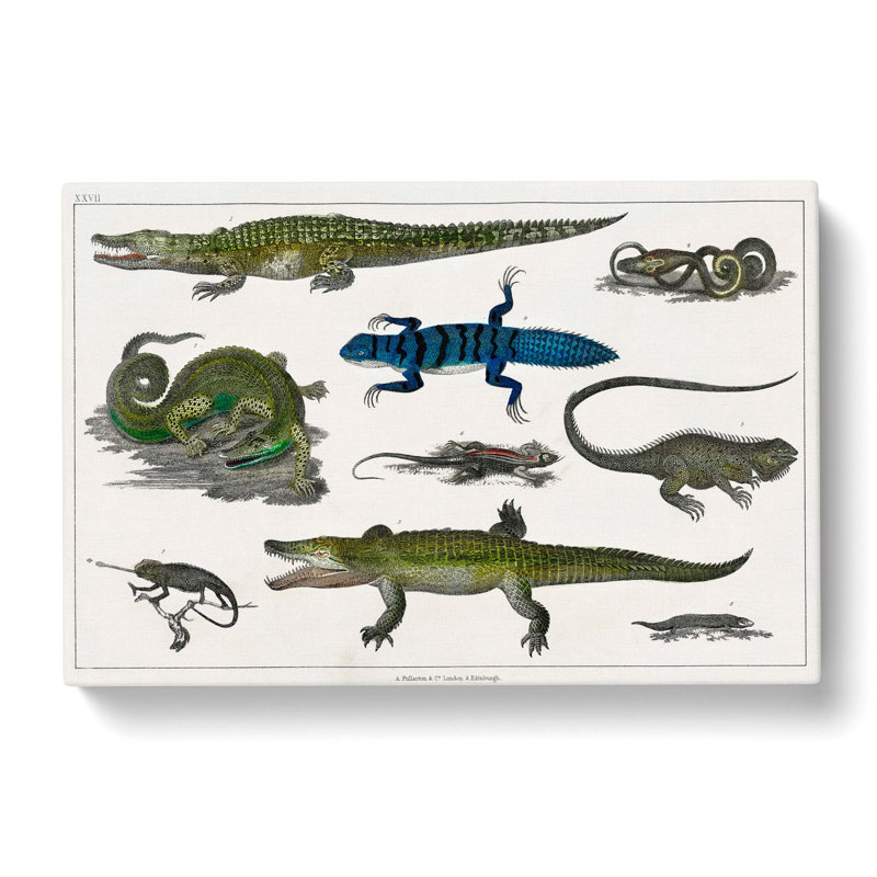 Various Reptiles XXVII by Oliver Goldsmith - Wrapped Canvas Painting, 35cm H x 50cm W x 3cm D