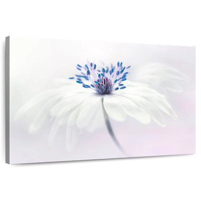 Harnek Anemone Blanda Flower