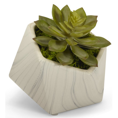 Arrangement floral Echeveria