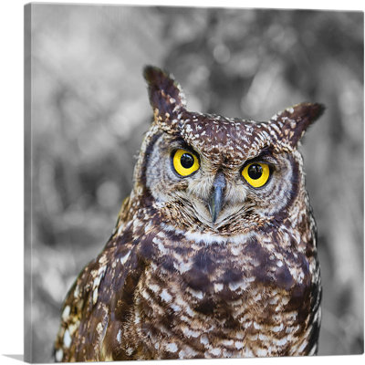 Brown Owl in Forest - Reproduction de photo sur toile tendue