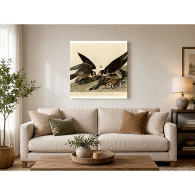 Grand-faucon (planche 16) - Art mural sur toile oiseaux