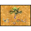 Tapis de porte intérieur / extérieur Welcome Palm Tree-171907242-171907243