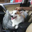 Lits pour chien Dredon