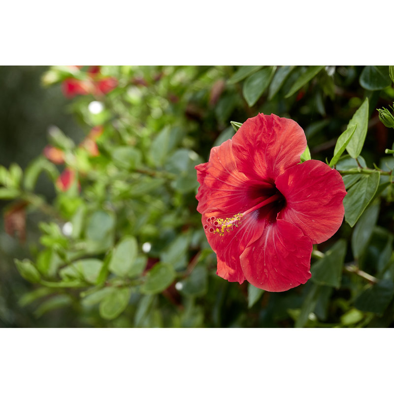 Hibiscus Flower Blossom - Wrapped Canvas Print, 30cm H x 46cm W
