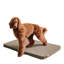 Orthopedic Microfibre Pet Bed-45408872-45433368