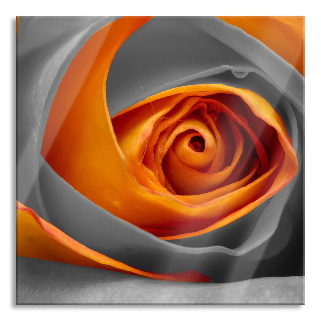 Glasbild Wunderschöne geschlossene Rose