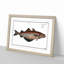 Pollock Fish by M.E. Bloch - Picture Frame Painting Print-55601887-55601889