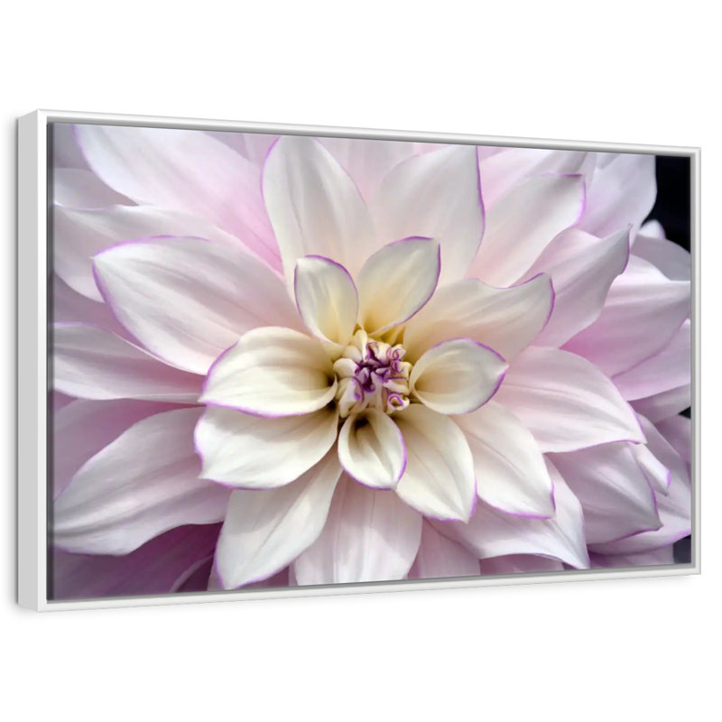 Dahlia blanc et mauve, Cadre flottant blanc, 37 po x 25 po