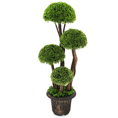 35,5 plante