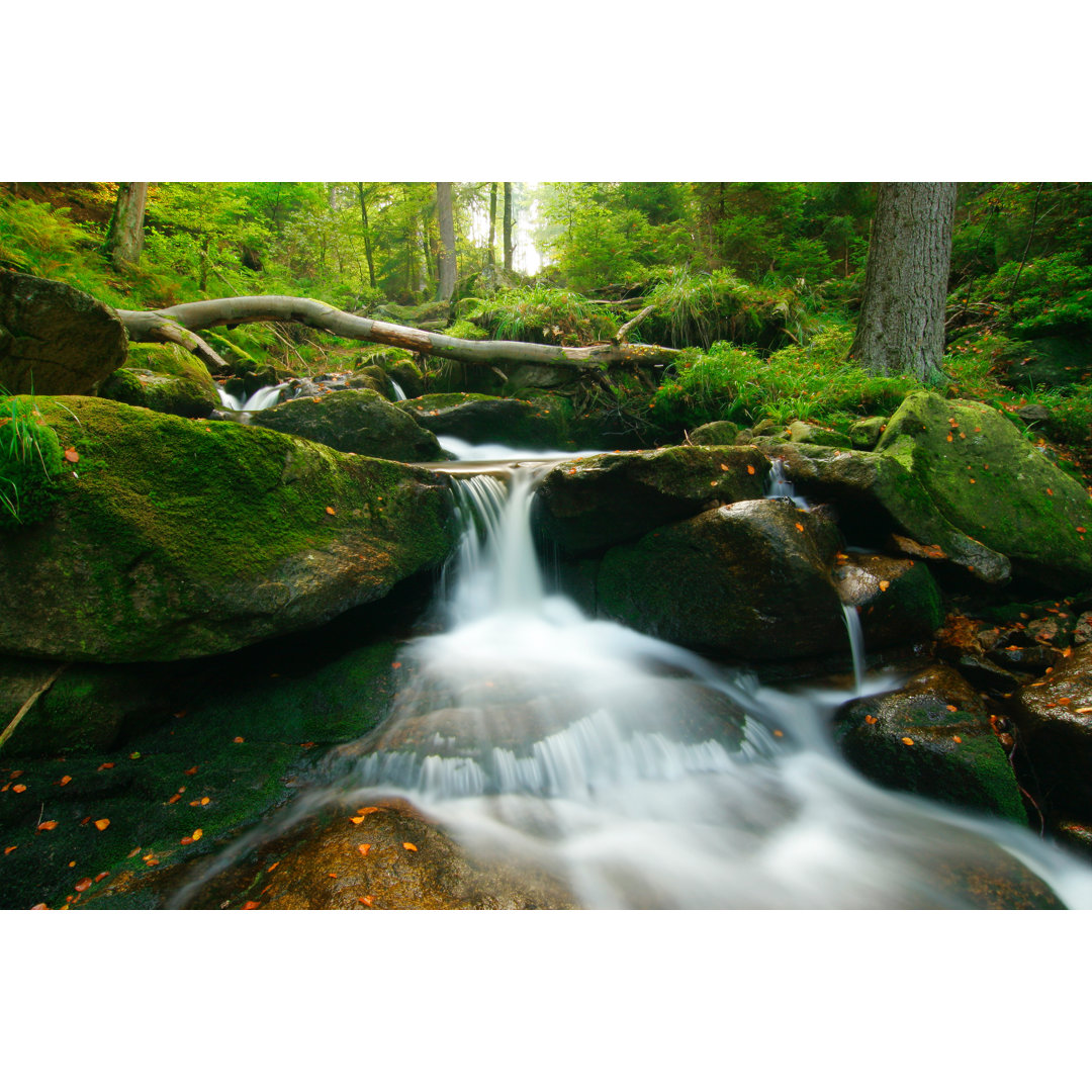 Wild Forest Stream von AVTG - Druck