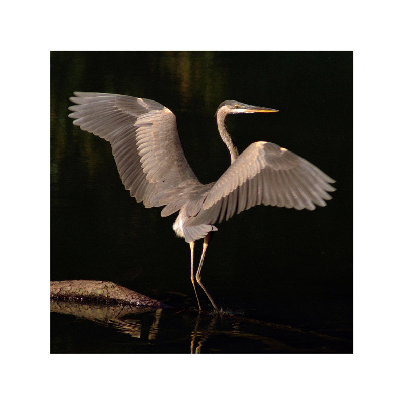 Big Bird by J.D. McFarlan - Print on Canvas, Wrapped Canvas, 66.04 cm H x 66.04 cm W x 1.91 cm D