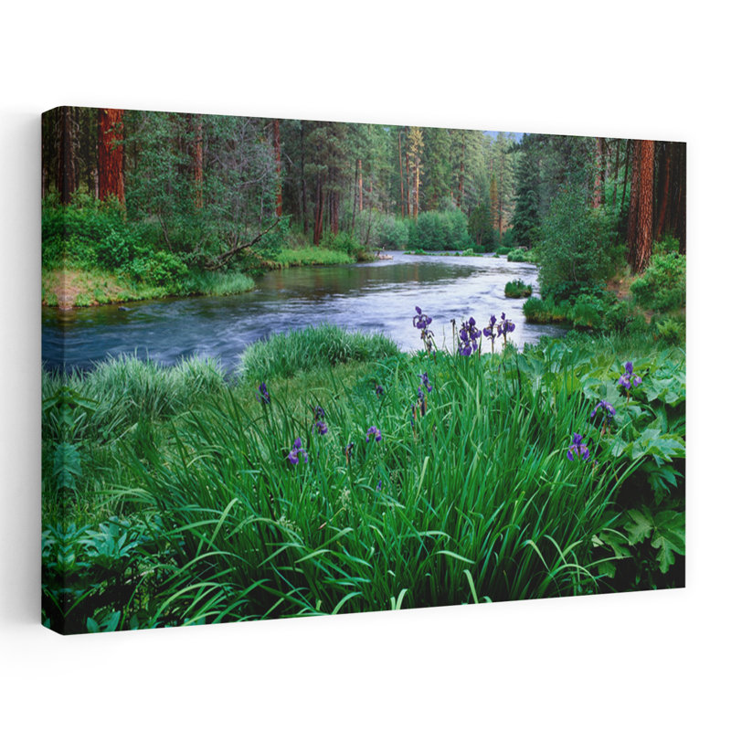 Iris, fleurs par la rivière Metolius, camp Sherman, forêt nationale Deschutes, Jefferson County, Oregon, États-Unis