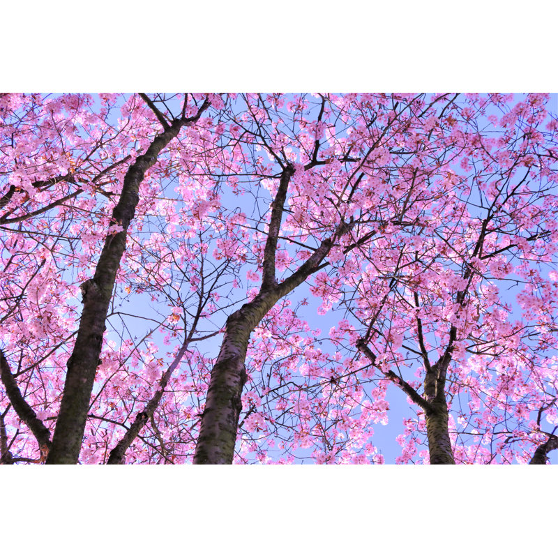 Pink Blossom Tree by Agnieszka Klimaszewska - Wrapped Canvas Print, 30cm H x 46cm W x 3.8cm D