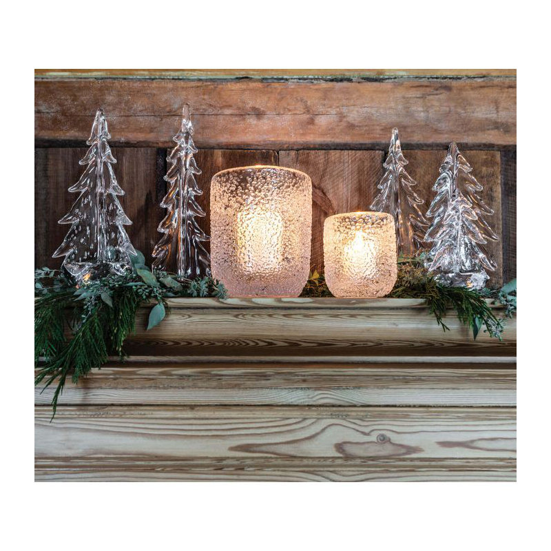 Silver Leaf Evergreen, 6 inch