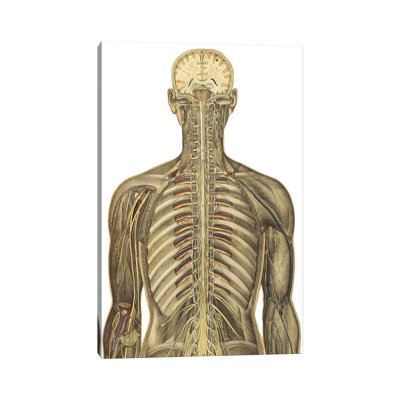 Le corps humain avec des plaques colorées superposées V par National Library of Medecine - Impression sur toile tendue