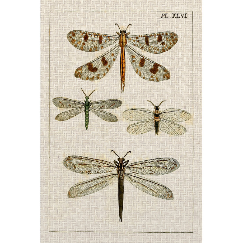 Dragonfly Study I by Vision Studio - Wrapped Canvas Painting, 46cm H x 30cm W x 3.8cm D