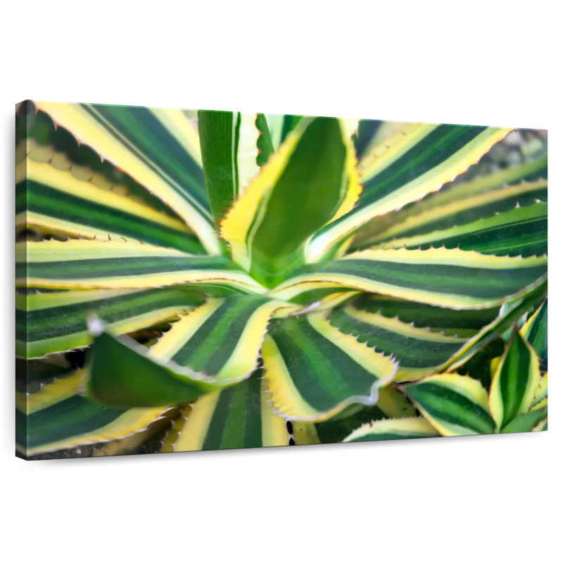 Harnek Pure Agave, 16" H x 24" W