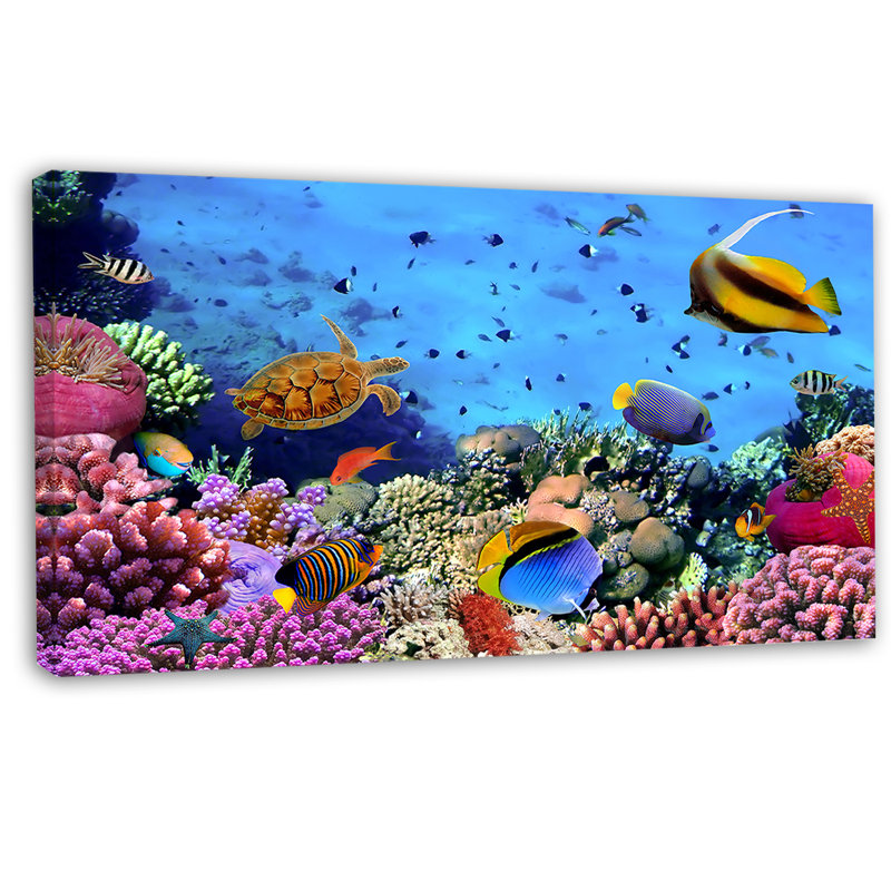 «Coral Colony on Reef Égypte», impression, H 16 po x l 32 po x P 1 po, Toile tendue