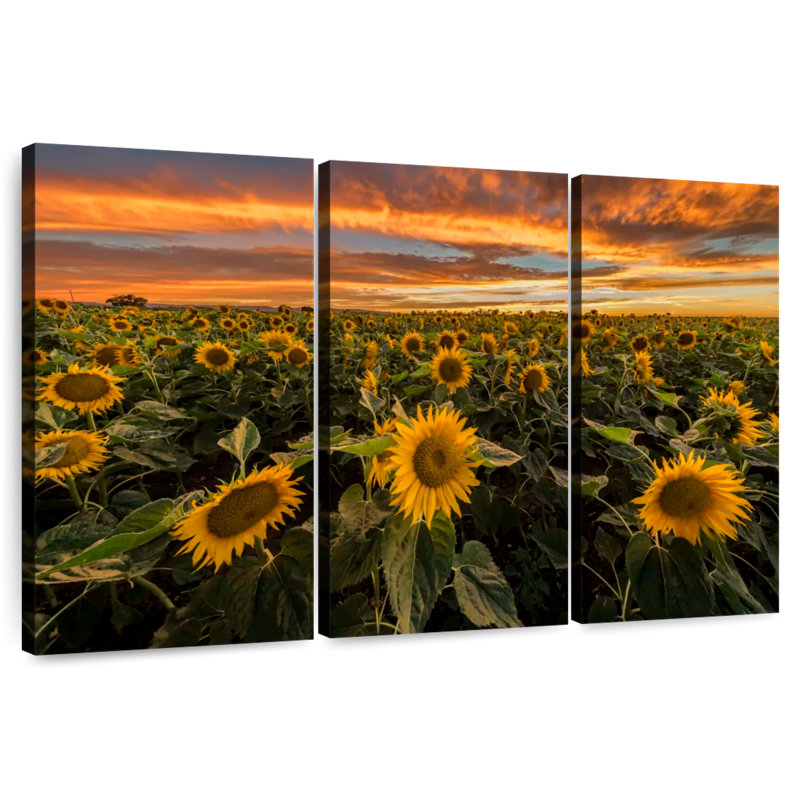 Alvord California Sunflower Field, 24" H x 38" W